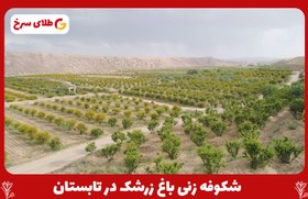 تصویر نهال زرشک پلویی 