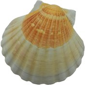 تصویر صدف کفه ای 
