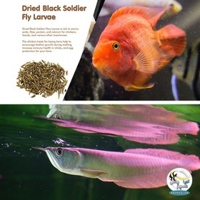 تصویر غذای لارو مگس سرباز BSFL ام اف آکوا MF aqua Soldier fly larvae 500ml