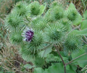 تصویر بذر بابا آدم وحشی (10 عددی) Arctium lappa 