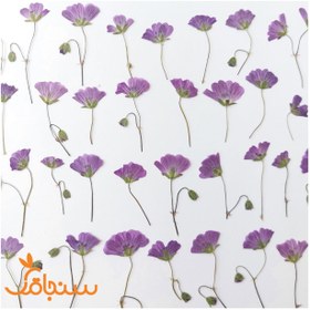 تصویر گل ژرانیوم (۱۰عددی) 