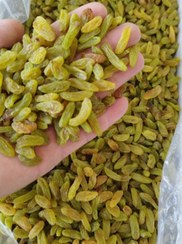 تصویر کشمش سبز قلمی لوکس کاشمر - کارتن پنج کیلویی 