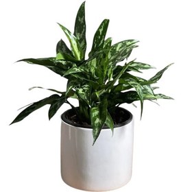 تصویر گیاه‌ آگلونما بلک 