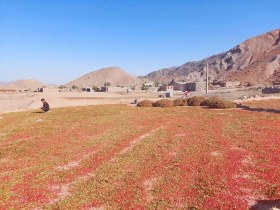 تصویر زرشک دانه اناری ( مناوند) 