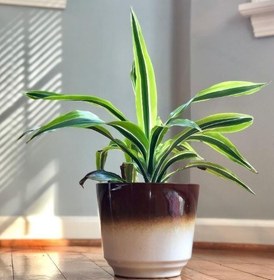 تصویر خرید دراسنا برگ لیمویی برای دکوراسیون سالن‌های زیبایی 