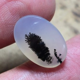 تصویر شجر افغان 