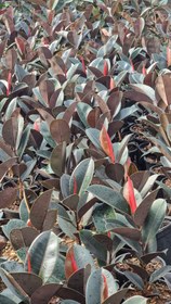 تصویر فیکوس بلک 