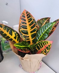 تصویر گیاه کروتون برای زیباسازی پنجره جنوبی 