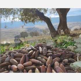 تصویر بلوط زاگرس 