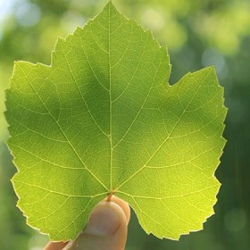 تصویر بودکور ست کاتر گلسازي 2 تايي برگ انگور 230069 