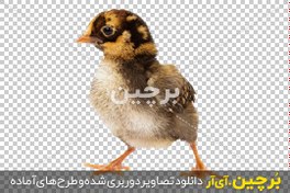 تصویر دانلود عکس جوجه مرغ خانگی 