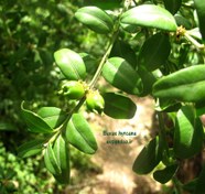 تصویر بذر شمشاد خزری Buxus hyrcana 