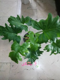 تصویر گیاه برگ انجیری فر بزرگLarge oven fig leaf plant 