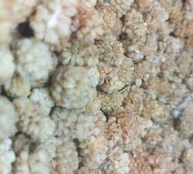 تصویر توت خشک اعلا 