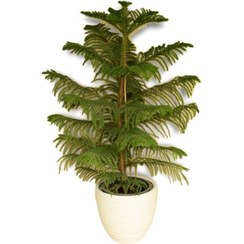 تصویر کاج مطبق 