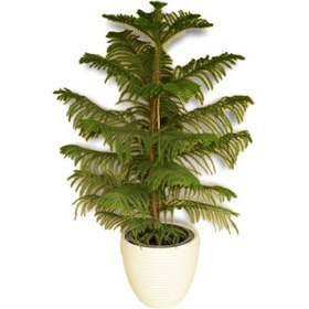 تصویر کاج مطبق 