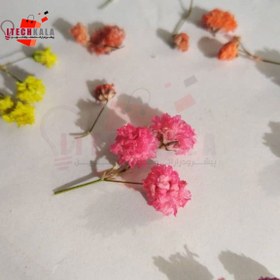 تصویر گل خشک توپی 4 رنگ (20 عددی) 