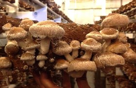 تصویر قارچ شیتاکه ژاپنی خشک بسته نیم کیلویی shiitake mushroom dried