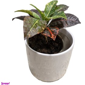 تصویر گیاه طبیعی کروتن مدل 02 