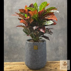 تصویر گل آپارتمانی کروتون کد ۲ | کد: ZNB-1BW4 