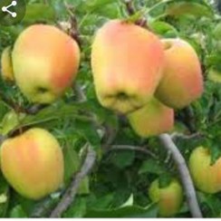 تصویر سیب زرد لبنانی 