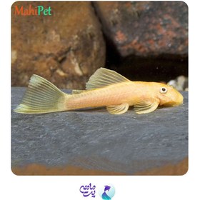 تصویر ماهی کت پوزه بوته ای آلبینو باله کوتاه 2 تا 4 سانتی متر 