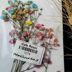 تصویر گل خشک عروس (ژیپسوفیلا) رنگی 