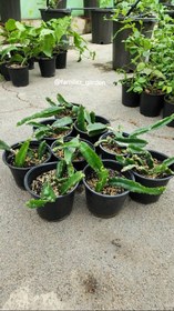 تصویر نهال دراگون فروت تو سرخ (گلدانی) Dragon fruit plant