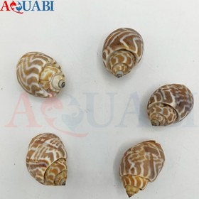 تصویر صدف دریایی پلنگی (پک 5 عددی) 