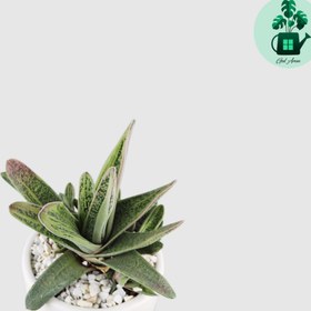 تصویر گاستریا خالدار 