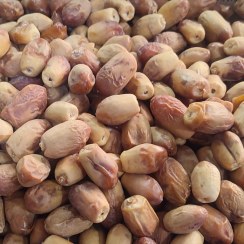 تصویر خرمای زاهدی 