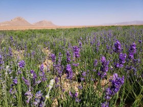 تصویر گل اسطوخودوس اعلا 50 گرمی lavender flower 50g