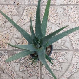 تصویر گیاه آلوئورا سایز بزرگ(مولد،مادر،aloevera) 