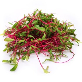تصویر میکروگرین قرمز ( لبو) microgreens (beetroot)