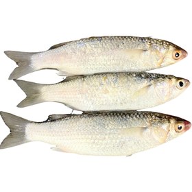 تصویر ماهی گاریز تازه ۱ کیلوگرم 