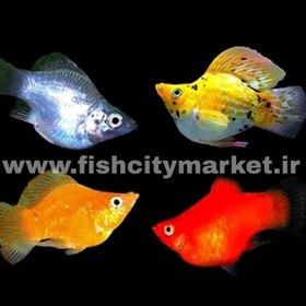 تصویر مولی بالن 