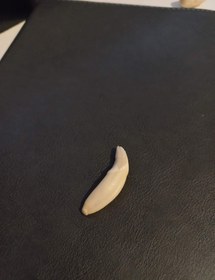 تصویر دندان گرگ اصل گیوی 