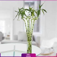 تصویر گلدان گل آپارتمانی لاکی بامبو سبز 