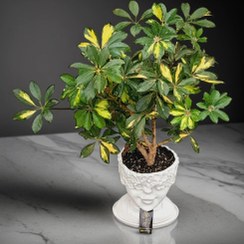 تصویر گل شفلرا ابلق با گلدان رخ زیبا 