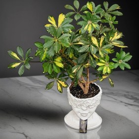 تصویر گل شفلرا ابلق با گلدان رخ زیبا 