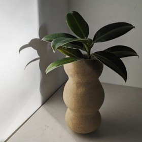 تصویر خرید فیکوس الاستیکا (گیاه کائوچو) برای محل کار 