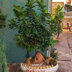 تصویر بونسای جیسینگ بزرگ 