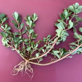 تصویر بذر خرفه 20 گرمی 