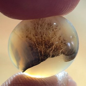 تصویر شجر قائن زیبا خاص 