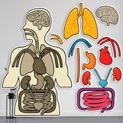 تصویر مولاژ بدن انسان لمینتی پازلی - آناتومی علوم 