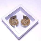 تصویر فسیل آمونیت جفت وارداتی طبیعی فوق کلکسیونی 