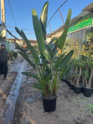 تصویر نخل نیکولای‌ ۳ متری 