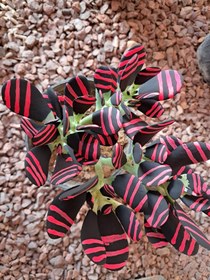 تصویر یشم رنگی 