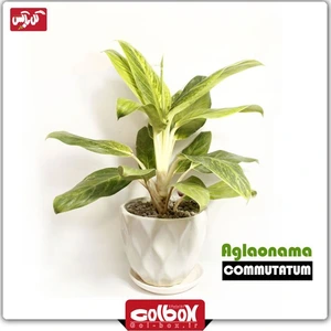 تصویر فروشگاه گل باکس