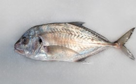 تصویر ماهی مقوا سفید 